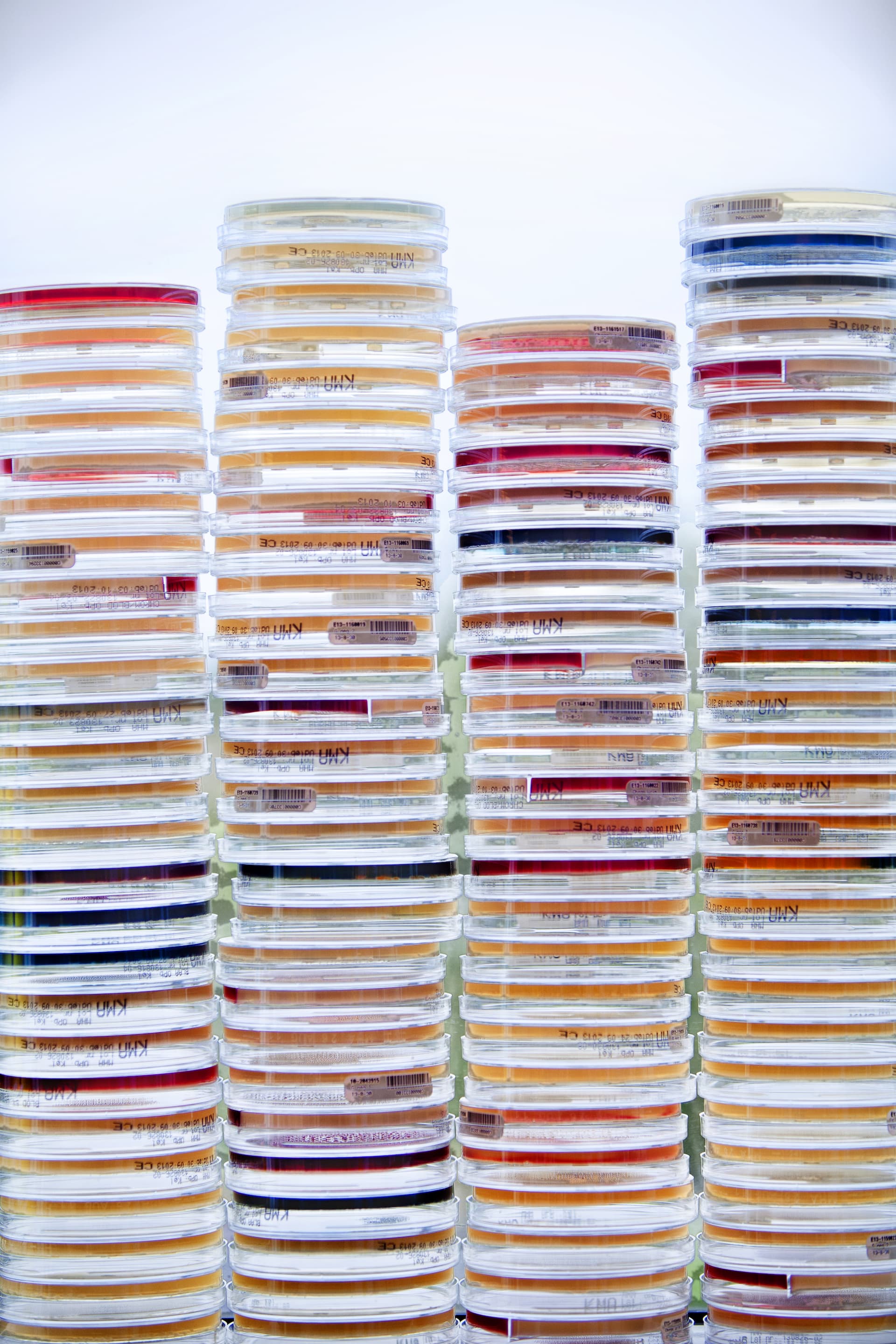 stablede petriskåle