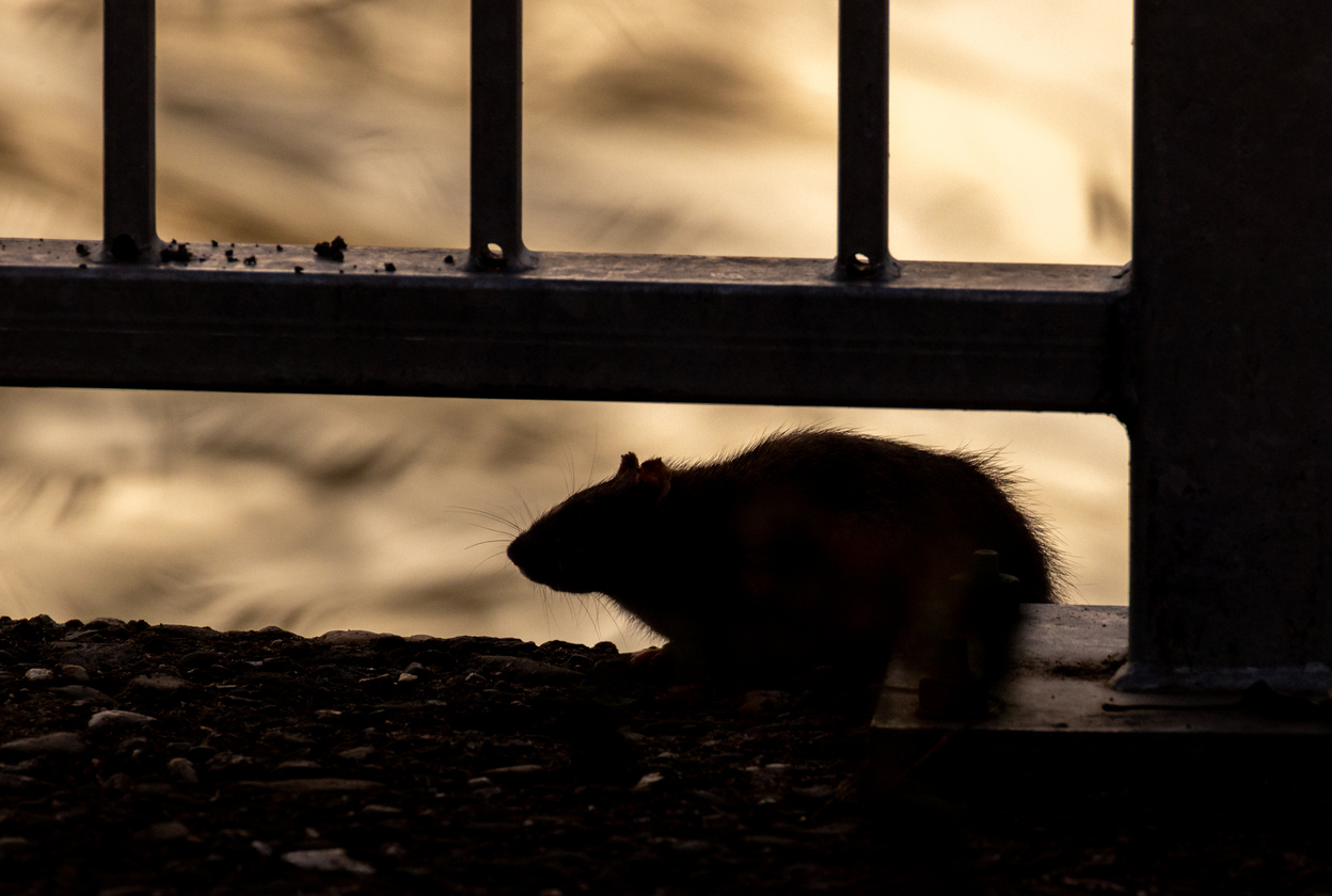 Hantavirus – Pharmadanmark Hotspot