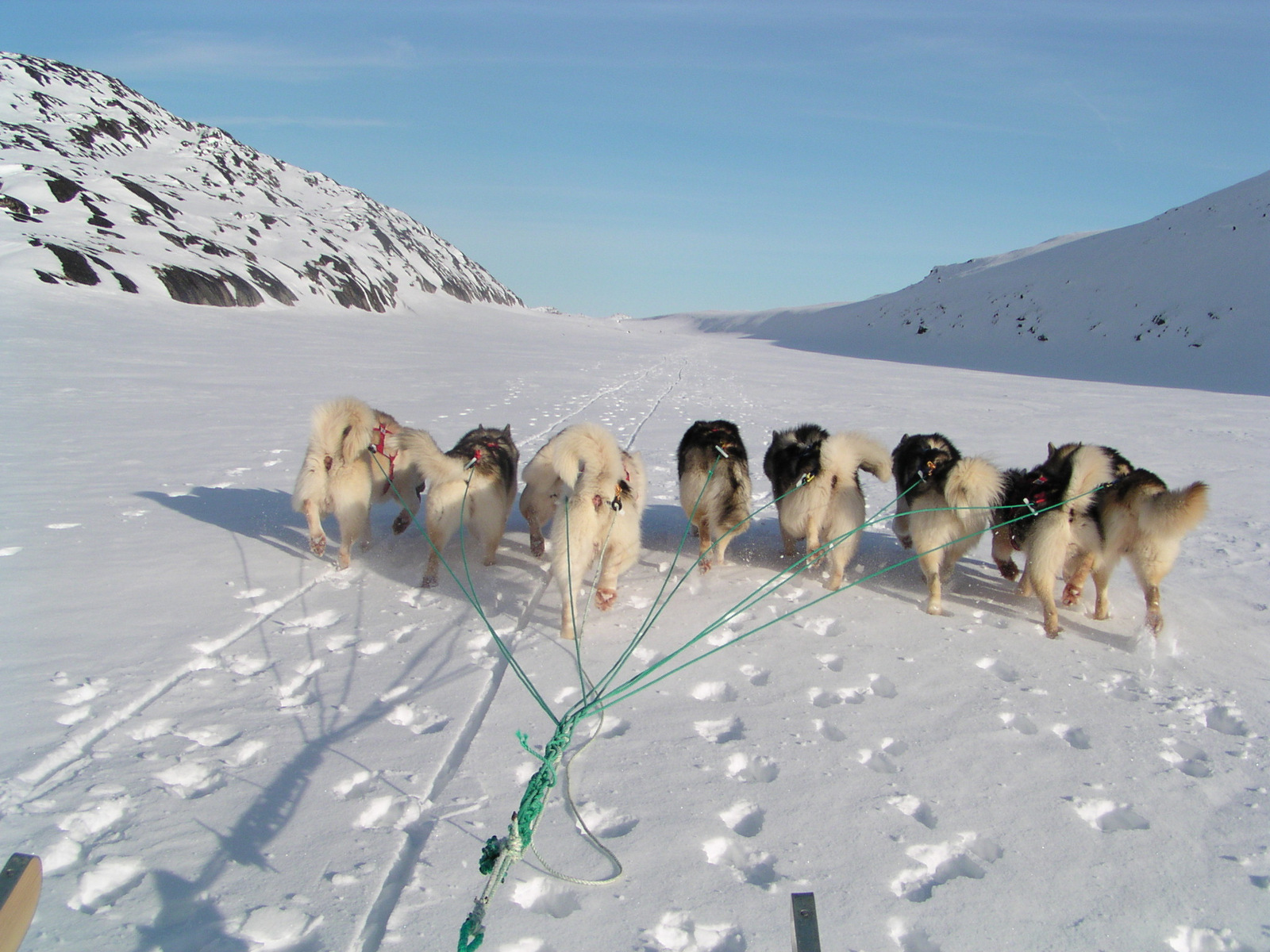 Slædehunde på Grønland