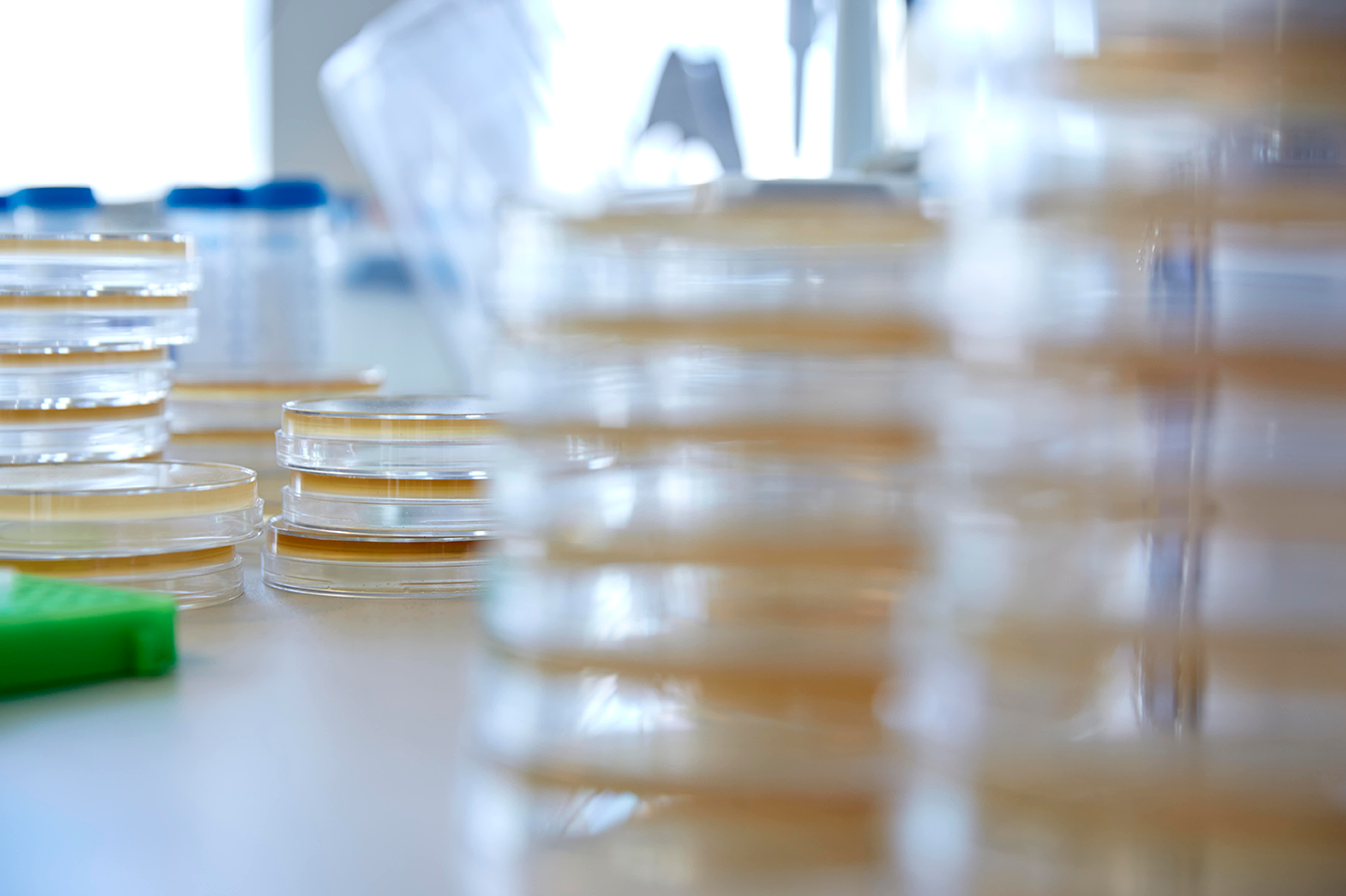 Samples and stacked petri dishes