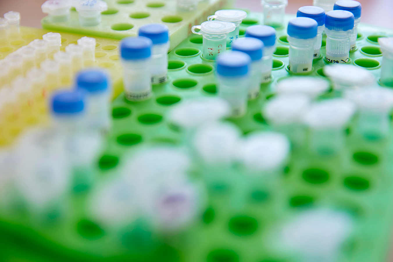 Test tubes in a holder